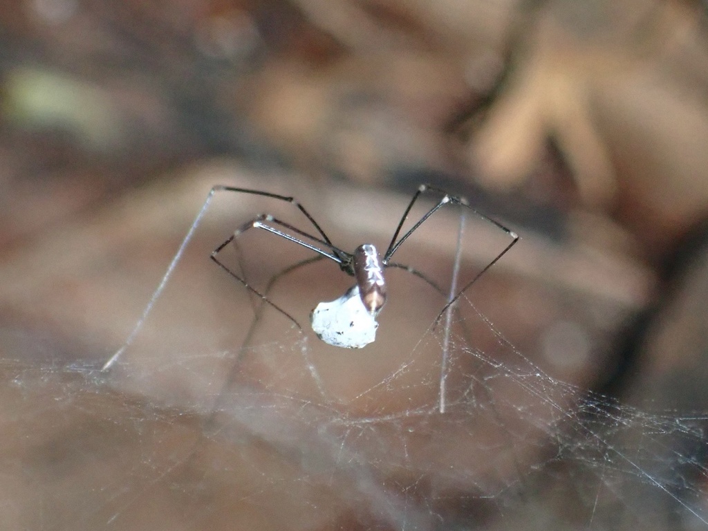 Pholcus kapuri