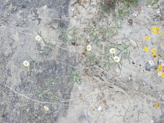 Melampodium cinereum