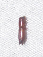 Platypodinae