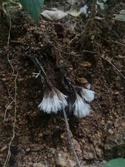 Thelephora penicillata