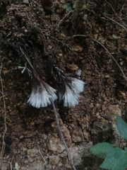 Thelephora penicillata