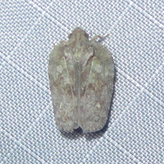 Flatoidinus punctatus