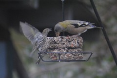 Coccothraustes vespertinus brooksi