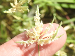 Eragrostis reptans