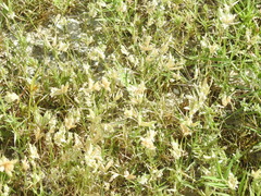 Eragrostis reptans