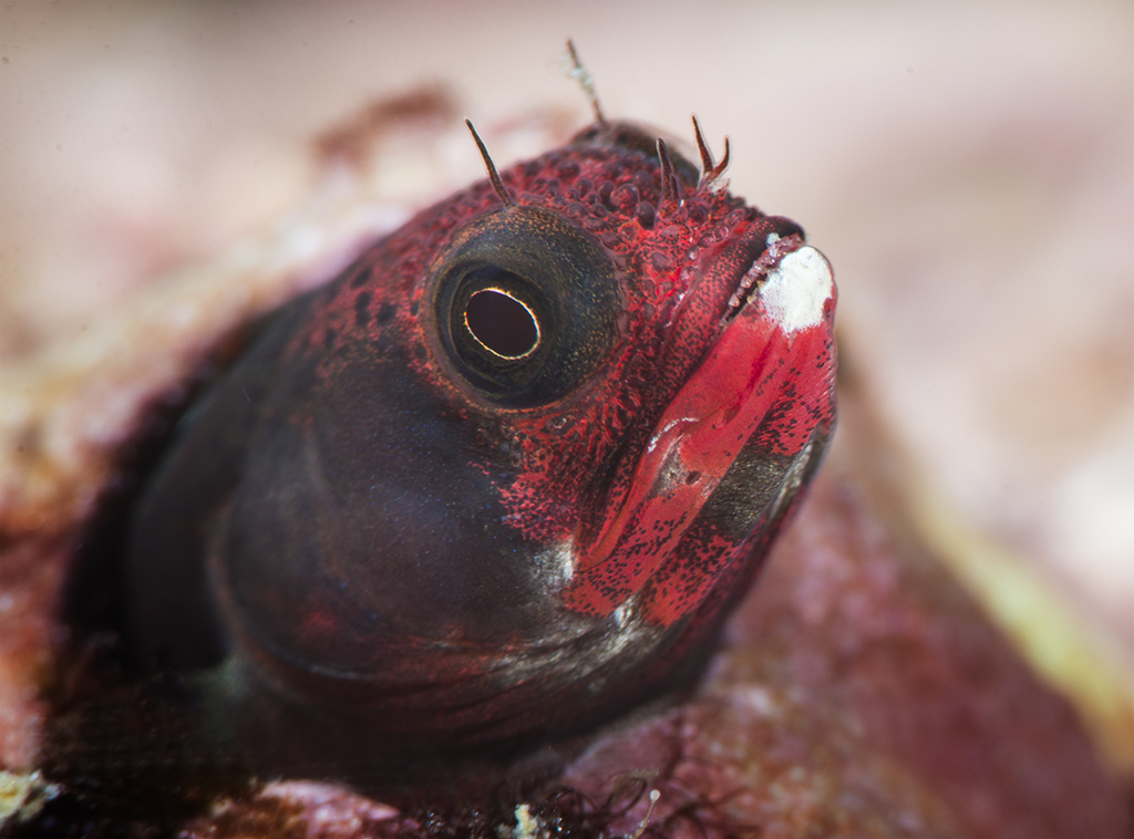 Clubhead barnacle blenny (Acanthemblemaria balanorum) — Chaenopsidae