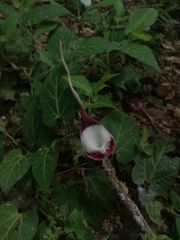 Aristolochia nelsonii