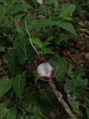 Aristolochia nelsonii