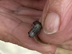 Crinia pseudinsignifera