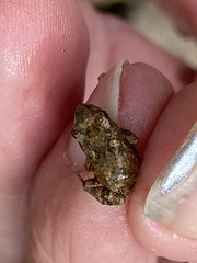 Crinia pseudinsignifera