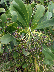 Pseudopanax chathamicus