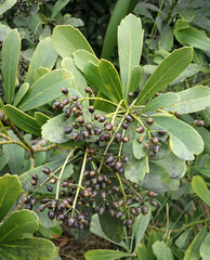 Pseudopanax chathamicus
