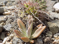 Thompsonella minutiflora