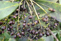 Pseudopanax chathamicus