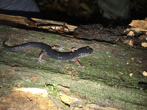 Red-legged Salamander, Plethodon shermani