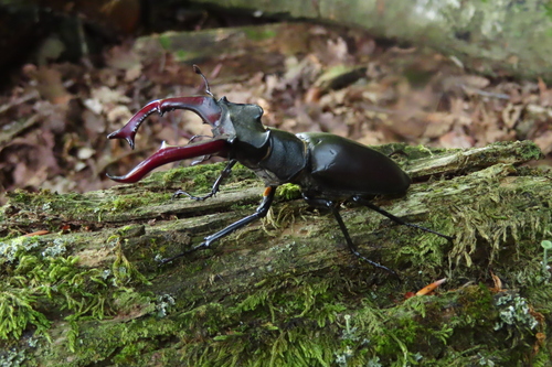 European Stag Beetle, Gelderland, NL, photo 6 of 10