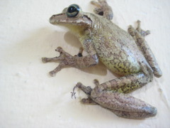 Osteopilus dominicensis