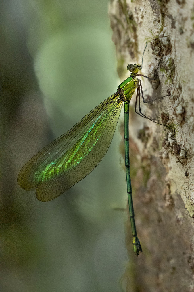 Madagascar demoiselle