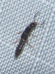 Staphylininae