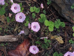 Ipomoea cordatotriloba cordatotriloba