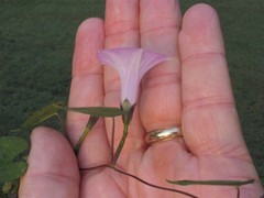 Ipomoea cordatotriloba cordatotriloba