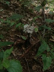 Thelephora penicillata