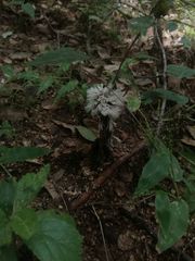 Thelephora penicillata