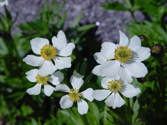 Anemonastrum zephyrum