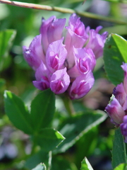 Trifolium parryi