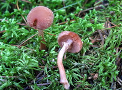 Tubaria confragosa