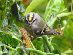 Regulus satrapa