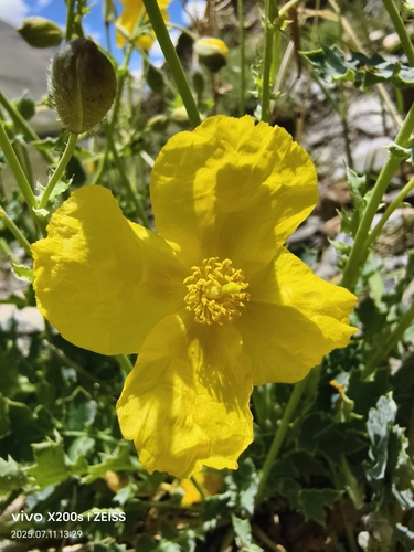 Himalayan Horned Poppy