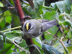 Regulus satrapa