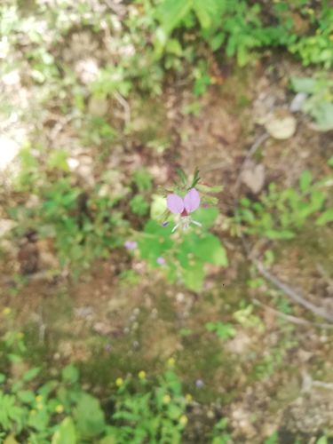 Cuphea hyssopifolia