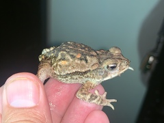 Incilius coccifer