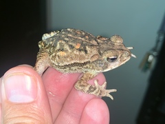 Incilius coccifer