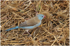 Uraeginthus cyanocephalus