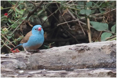 Uraeginthus cyanocephalus
