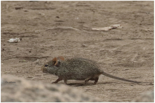 Nile Grass Rat