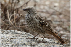 Histurgops ruficauda