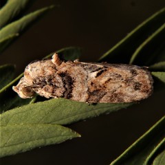 Garella