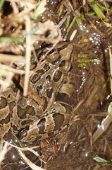 Lithobates neovolcanicus