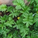Gänsefingerkraut (Argentina anserina): Herkunft und Verwendung — foto 3