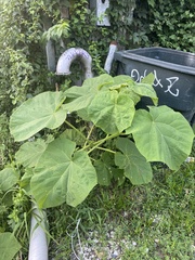 Paulownia tomentosa — photo 3