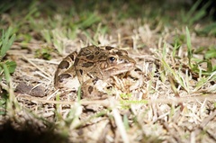 Lithobates neovolcanicus
