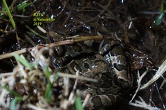 Lithobates neovolcanicus
