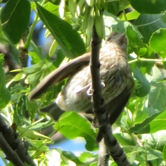 Haemorhous mexicanus