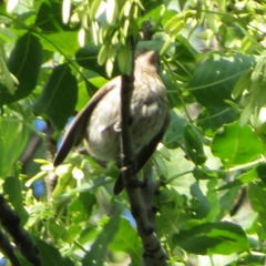 Haemorhous mexicanus