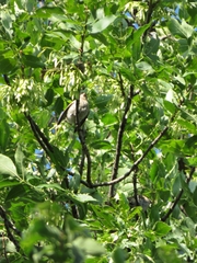 Haemorhous mexicanus