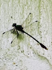 Erpetogomphus
